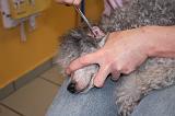 CANICHE - EPILATION OREILLE 011